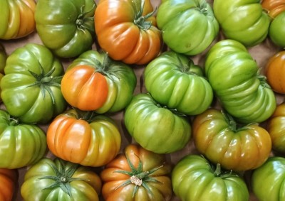 Foto Pomodoro Costoluto Calibro A Origine Italia Marchio Sempre Verde 2